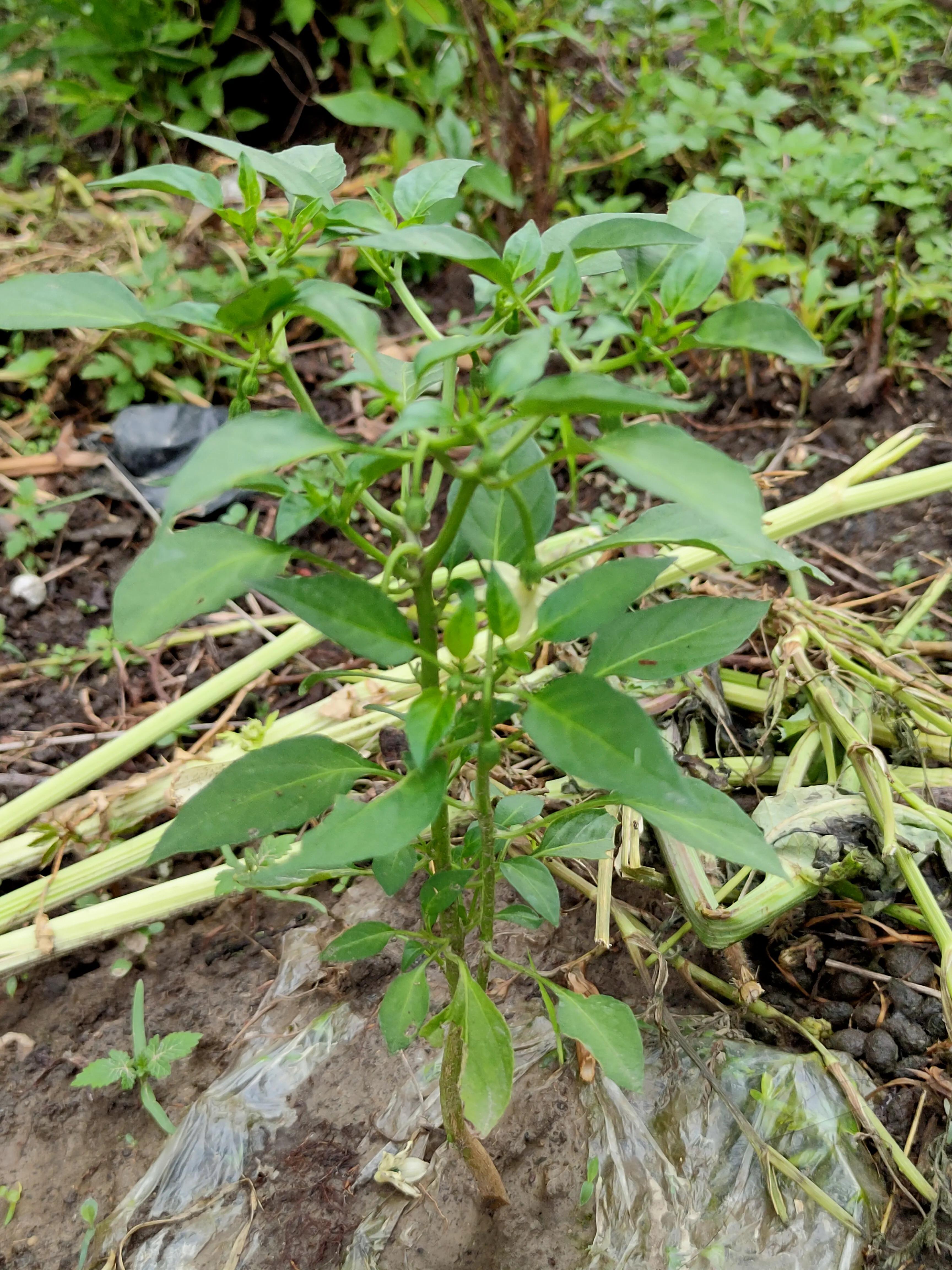 作为一个土生土长的中国人的感受,作为一名地地道道的农村人