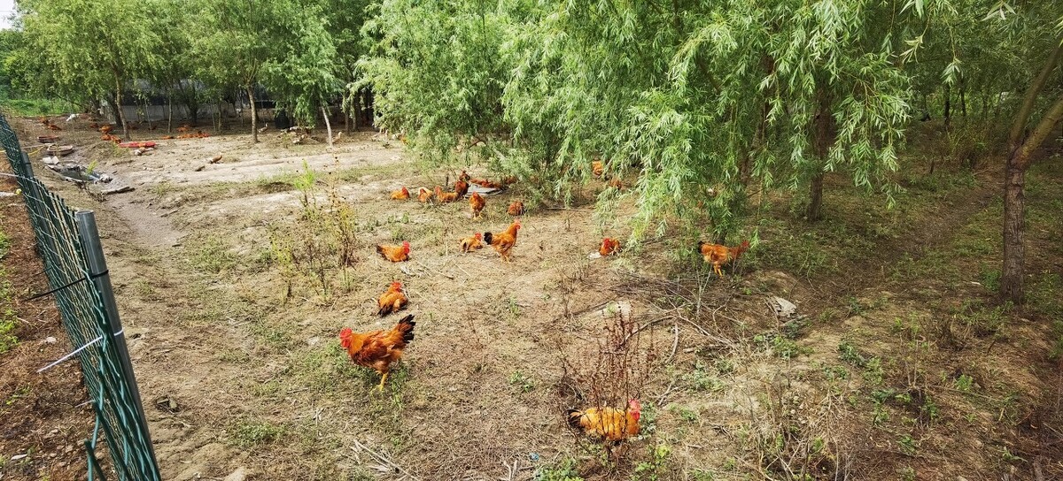 国内外最赚钱的小型农场,全国做得最好的几个精品农场