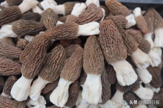 羊肚菌助农走上致富路,桐柏哪里收购羊肚菌