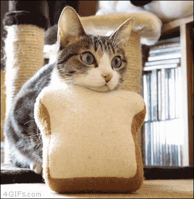 最皮实的猫是什么品种,哪种猫适合新手养比较便宜还好看