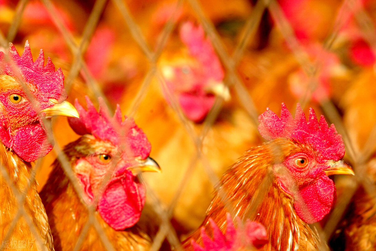 家禽病原体有哪些,家禽类病菌