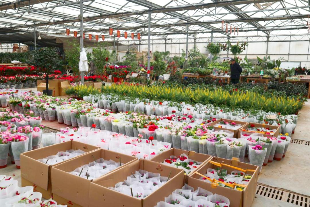 经营面积再增加1万平方米！北京唯一一家绿植花卉分拨中心又有新动作