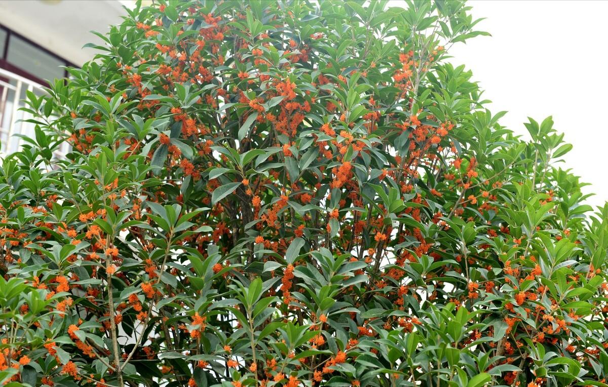 庭院四季常青不怕晒又耐寒的花树,适合在庭院里种植的花树有哪些