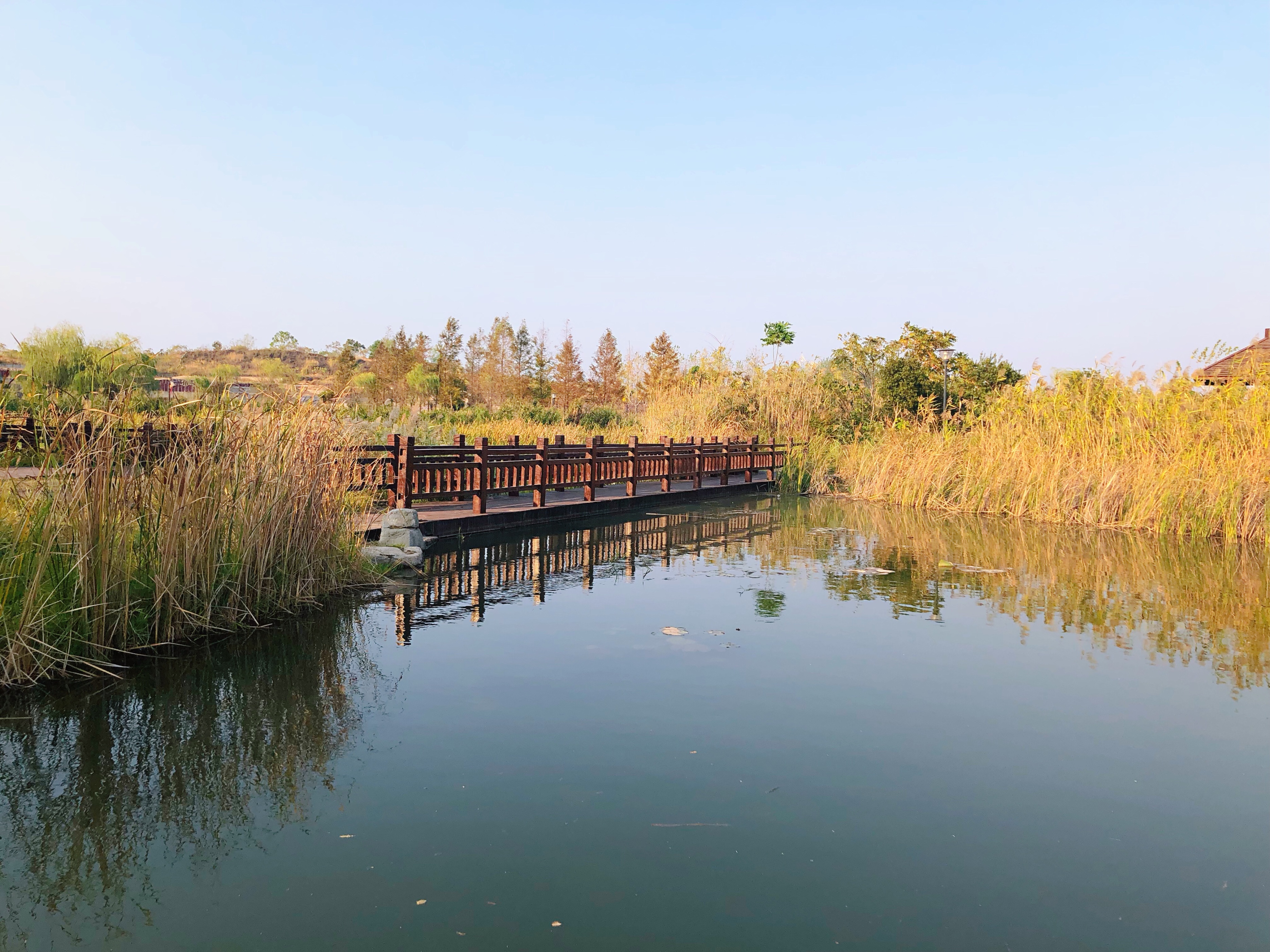 海滨松雅湖湿地公园,2020年长沙松雅湖湿地公园