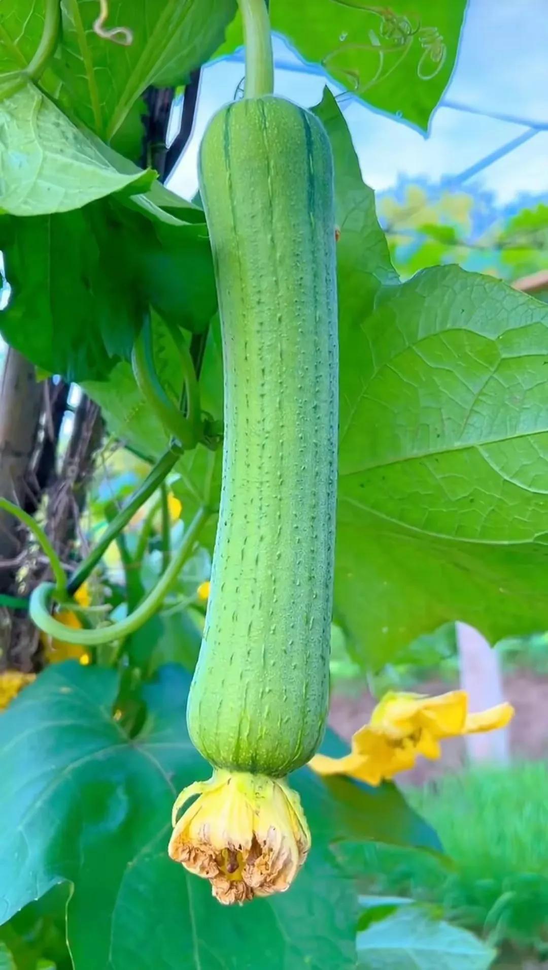 田园风光,田园风光的古诗