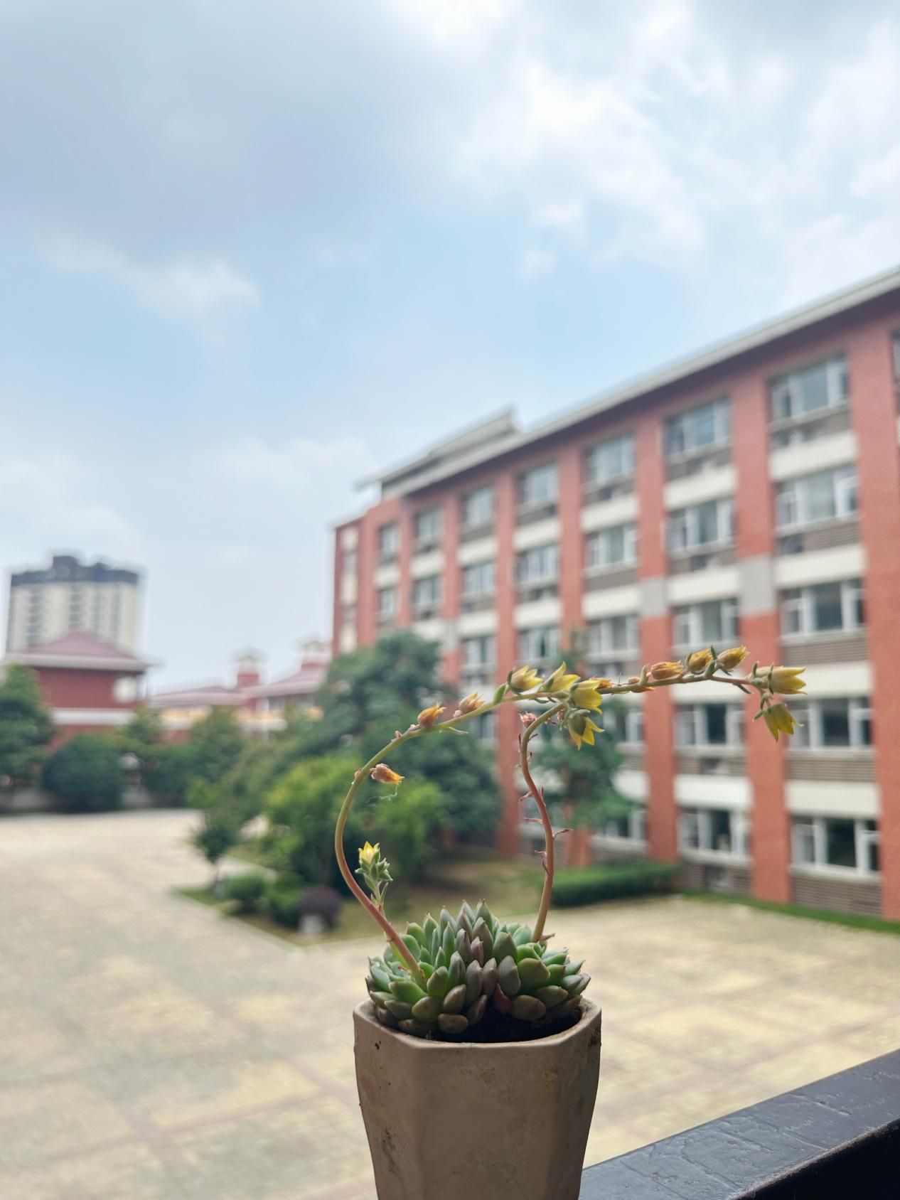 安徽新锐集团丨滁州儒林外国语学校校园角色卡，今天你是什么角色