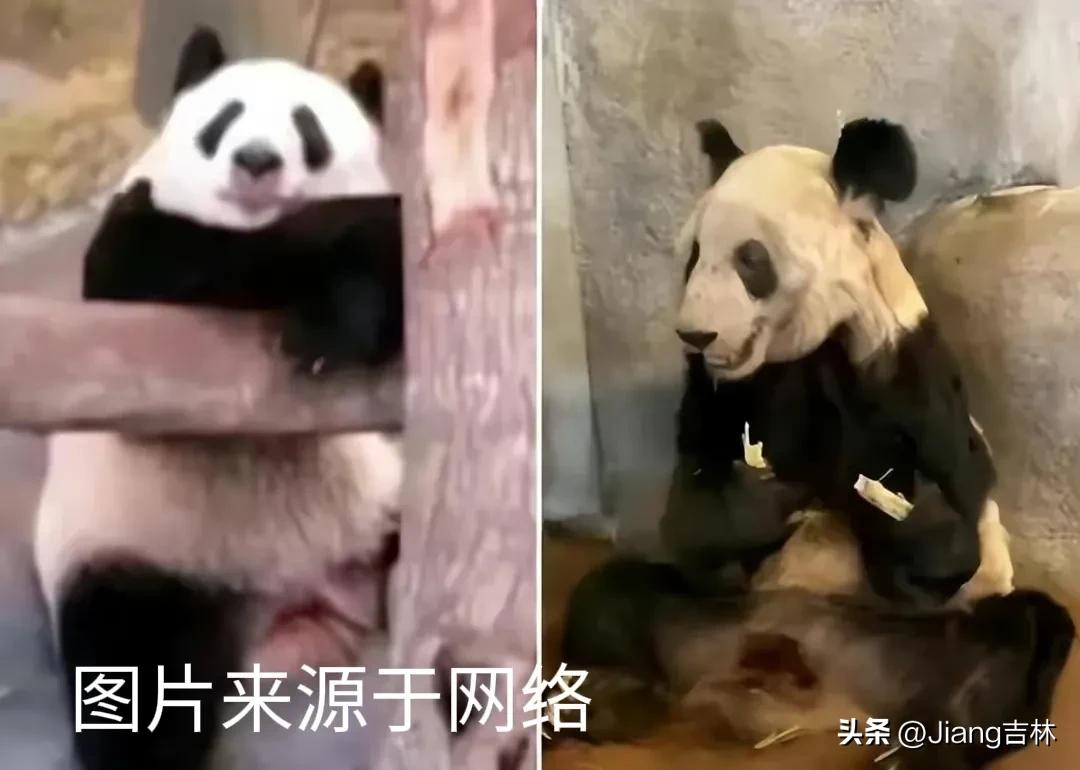 丫丫快点回家,丫丫快回来音乐