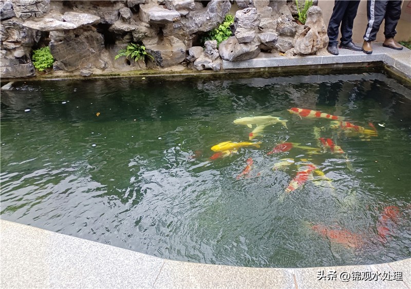 姜堰区锦鲤鱼池过滤仓施工,锦鲤鱼池过滤材料摆放顺序