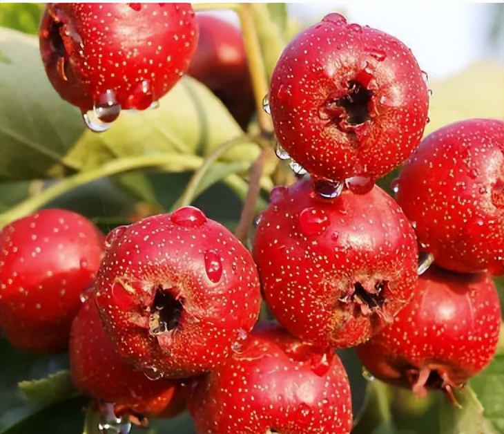 十月份北方水果应季水果,四月吃哪些水果是应季的水果