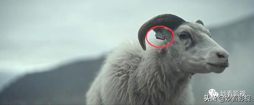 冰岛恐怖羊崽,冰岛羊崽