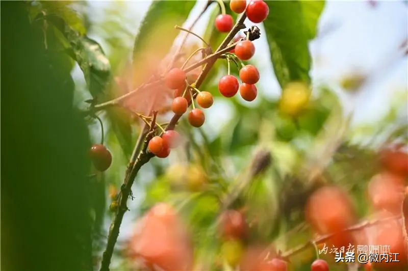 恩桃儿采摘园资中,恩桃儿采摘南充