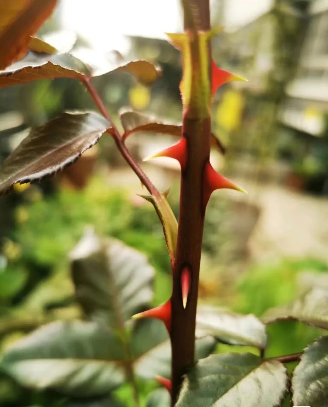 月季玫瑰蔷薇区别,蔷薇月季玫瑰之间的区别