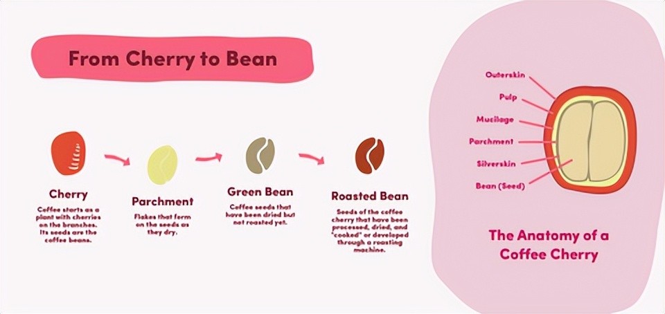 学习制作咖啡技术去哪里,咖啡的制作和种类