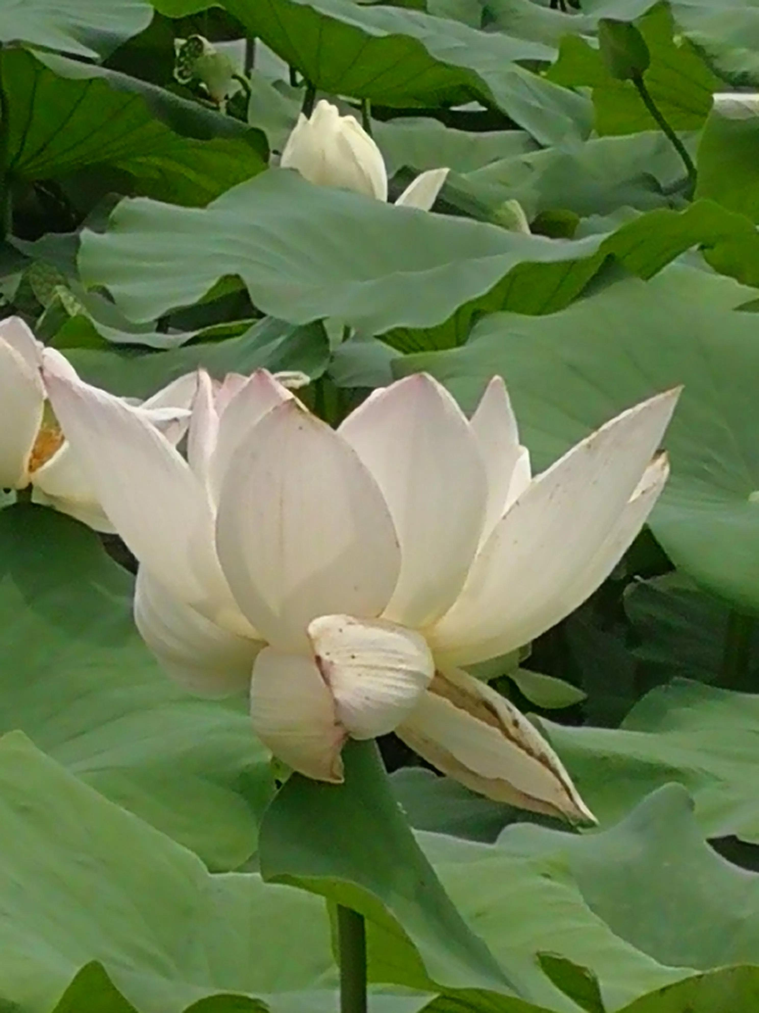 娇艳欲滴又清新雅致的荷花,娇羞迷人的荷花