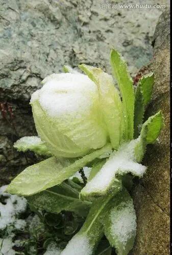 连花清瘟以前不是叫连花清瘟吗,连花清瘟属不属于处方药