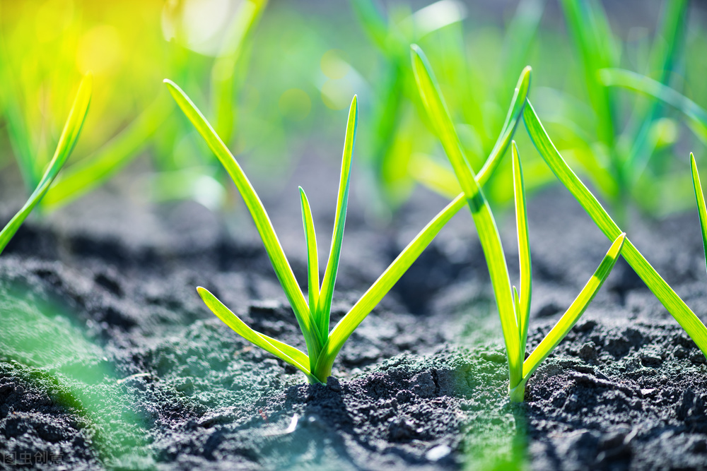 大蒜黄叶怎么防治,大蒜黄叶怎么补救最快方法
