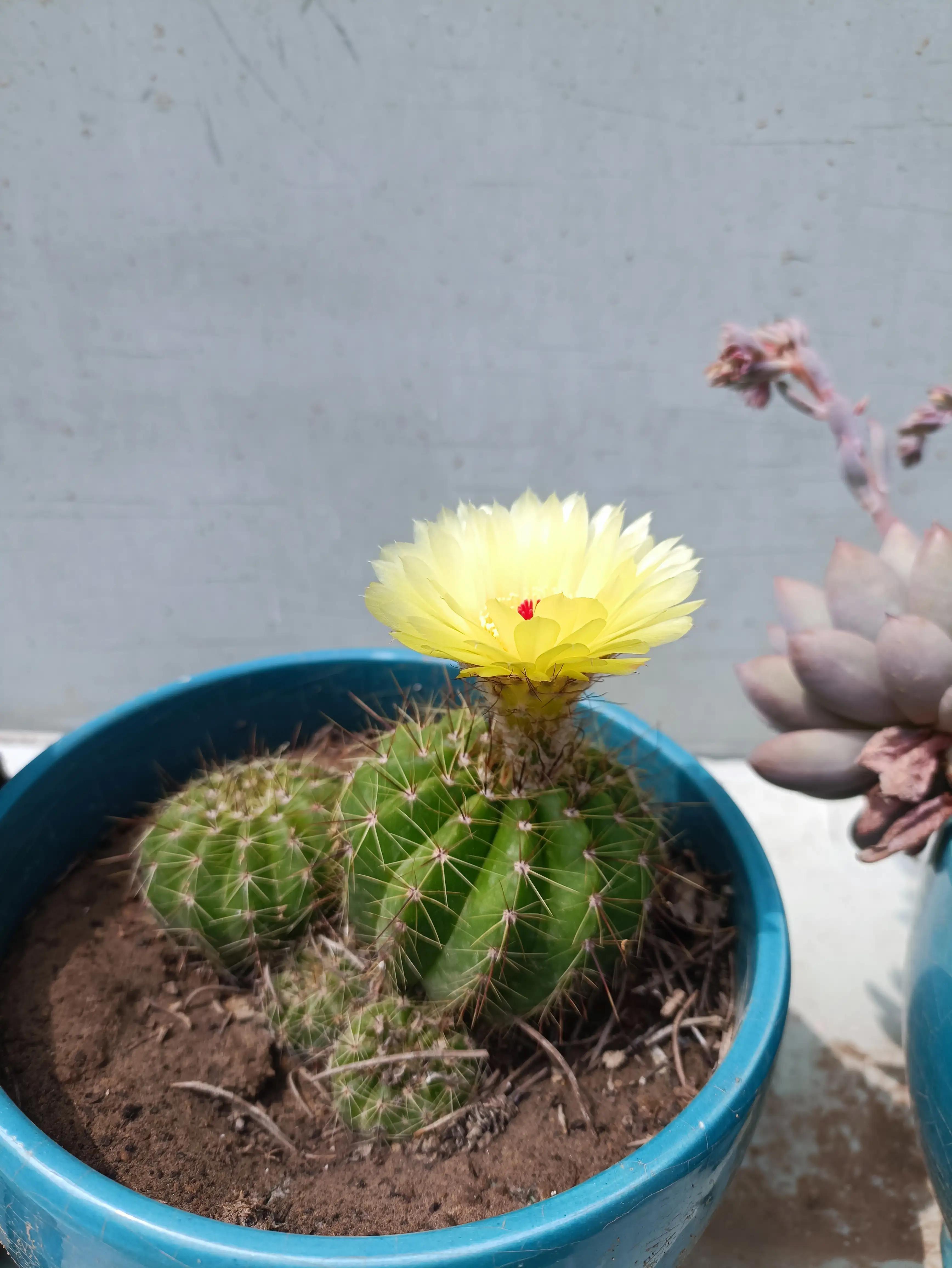 仙人球的花语完整版,仙人球的花期有多长时间呢