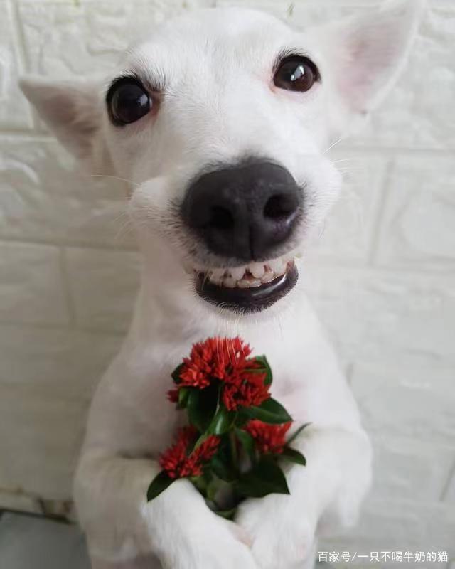 这些笑话，承包你这个春天所有的不快乐（二）