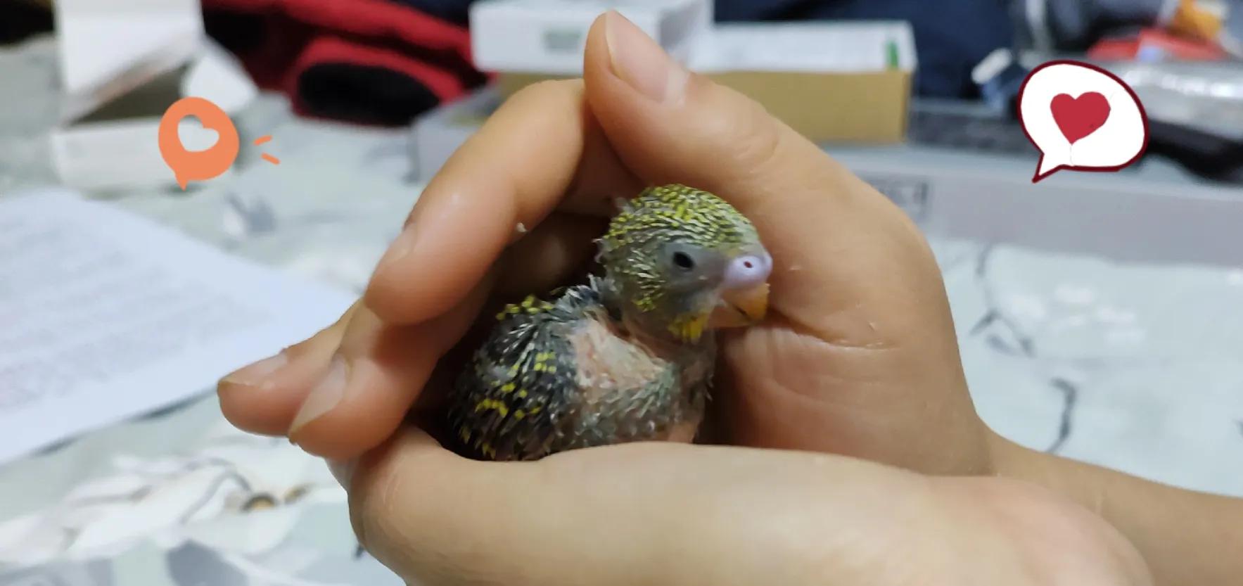 美女法语打招呼,法语里面几种常见的打招呼