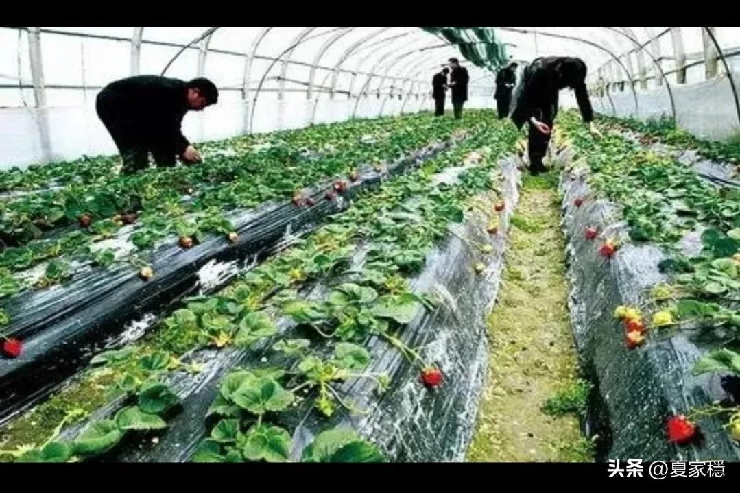 养殖创业致富经,穷小伙借2万块钱