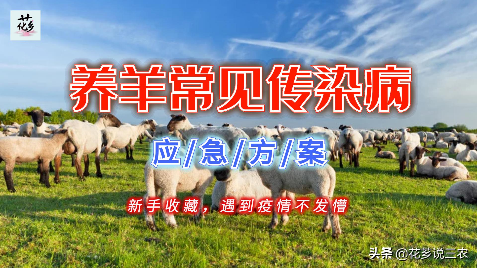 养羊的十大传染病,养羊须知预防哪几种传染病