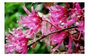 红花檵木的历史故事,白花檵木