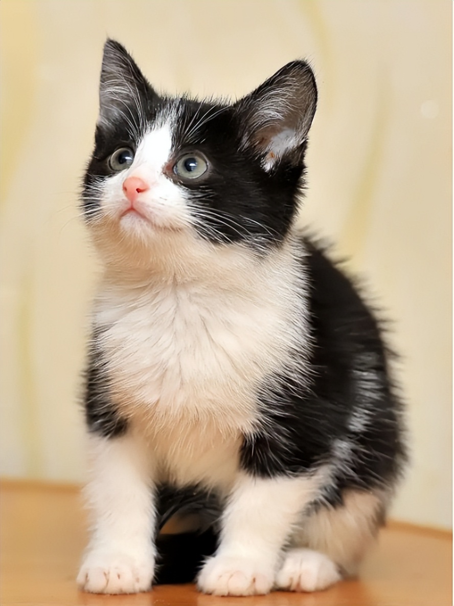 铲屎官身上的猫毛怎么处理,猫咪掉毛铲屎官怎么办