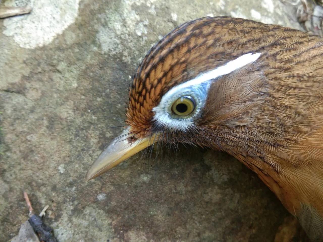 下山鸟在笼中乱飞怎么办,生鸟快速服笼的办法