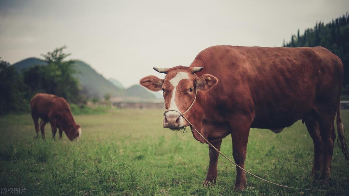 生肖牛在2024年的命运,生肖牛在2024年如何