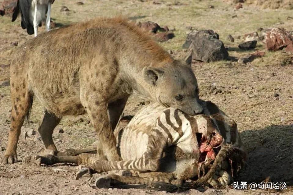 巨蟒捕食真实视频,巨蟒捕食鬣狗视频大全