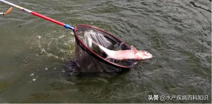 鱼塘淤泥要怎么处理,鱼塘底淤泥怎么处理