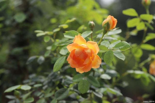 封闭阳台适合养什么花不死,从风水角度看封闭阳台养什么花好