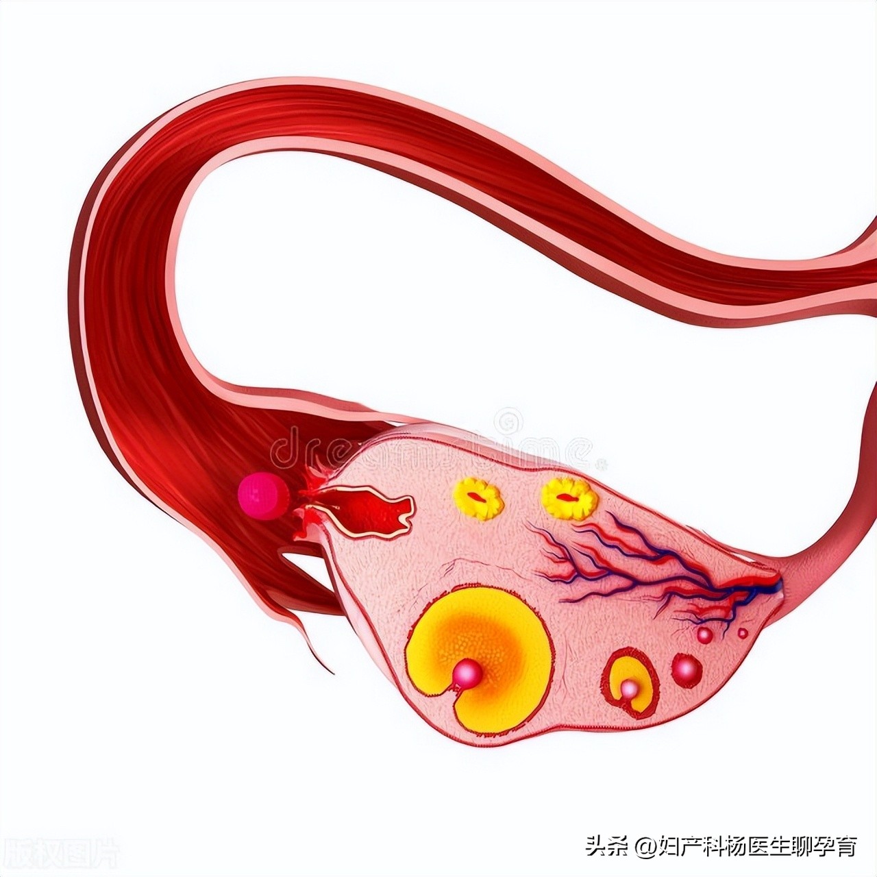 继发性闭经要怎么治疗,护考原发性闭经和继发性闭经区别
