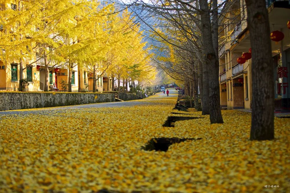 letsgo一周目图文攻略,letsgo图鉴攻略