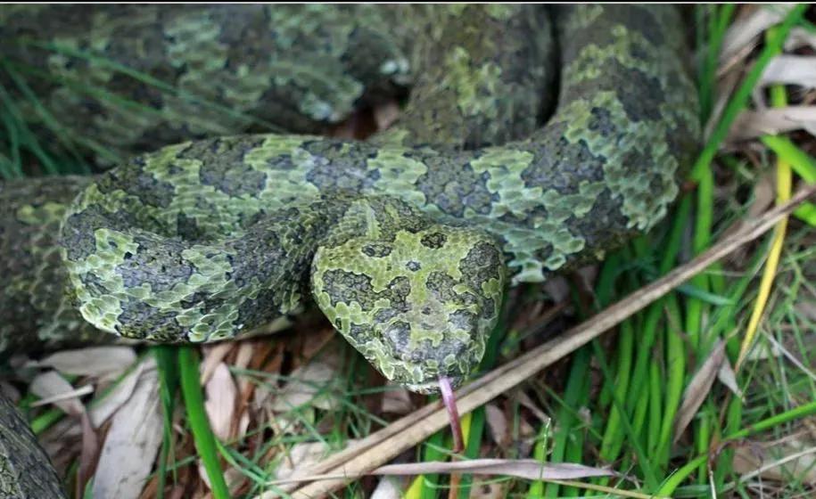 最大的莽山烙铁头蛇有多大,湖南莽山烙铁头蛇如何发现的