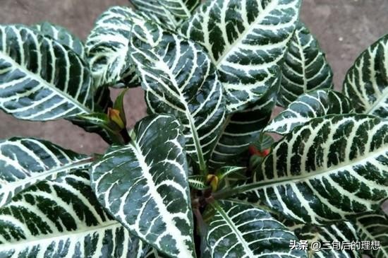 斑马绿植适合客厅的图,斑马花绿植
