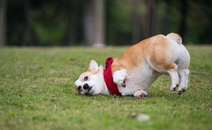 小狗后脚瘸是什么原因,小狗突然脚瘸了怎么回事