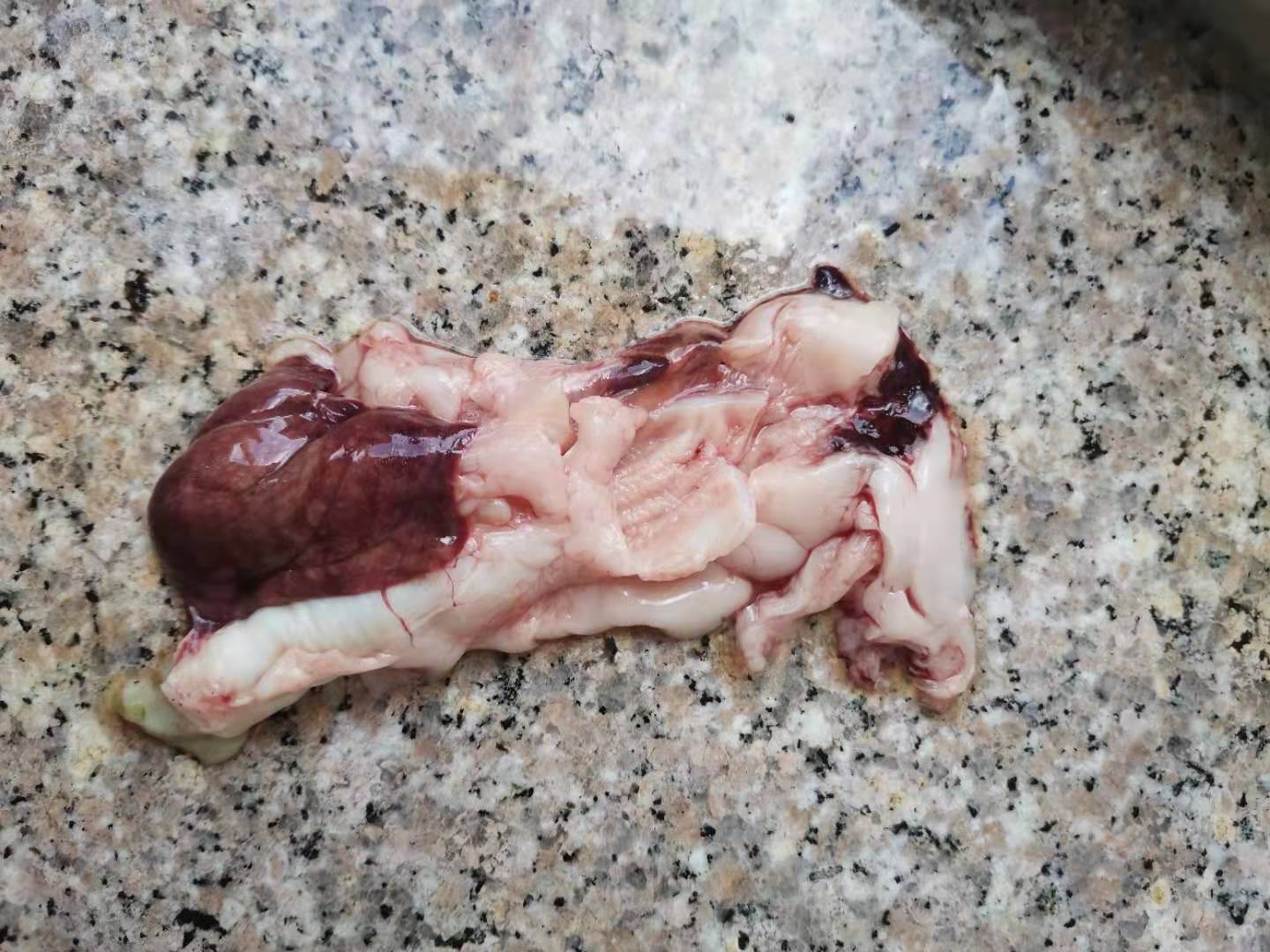 龙鱼病害防治图片,龙鱼常见疾病表现图片