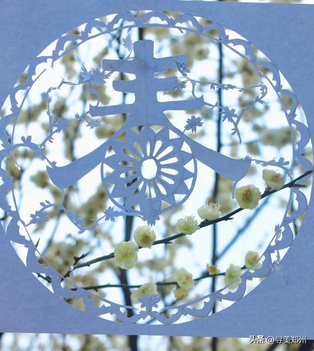 河南科技大学春景,河南科技职业大学校园春景