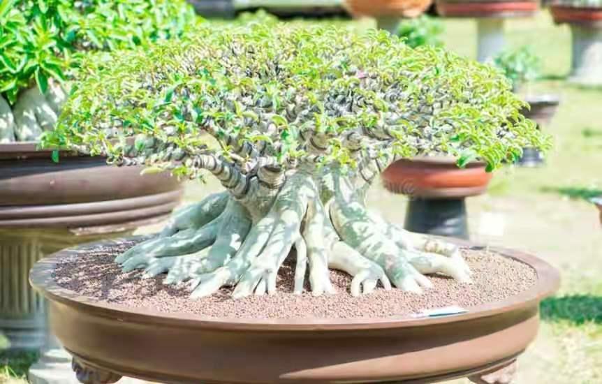 容易养的花苗而且开花时间长,10种公认最好养的花占地小