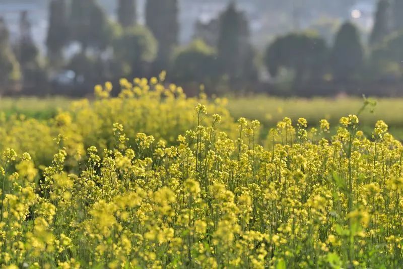 五彩云南风景,七彩云南介绍和特色