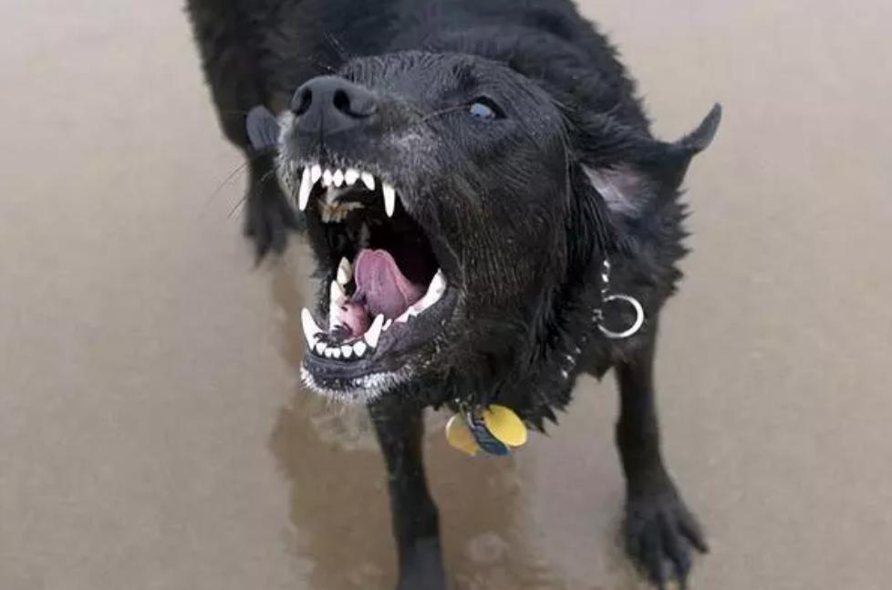 养的狗狗咬人算不算正当防卫,要你狗命原声