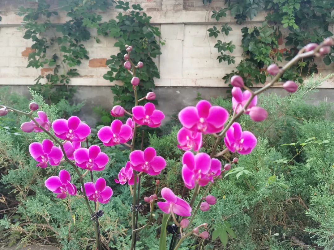 蝴蝶兰适合什么情况送,蝴蝶兰送礼一对还是一盆