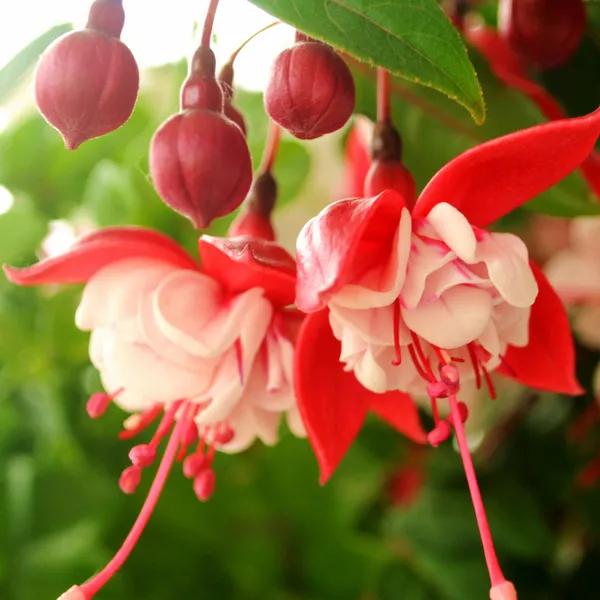 倒挂金钟花图片大赏,开单放鞭炮庆祝图片图文