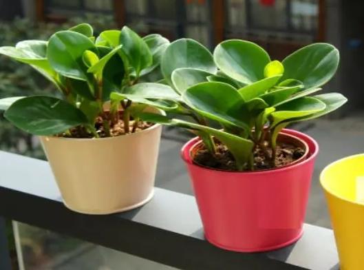 碧玉的养殖方法和注意事项,碧玉花的养殖方法和注意事项视频