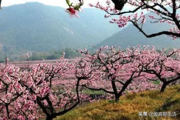 明日寒食节，6道传统美食记得吃，营养美味寓意好，错过等一年