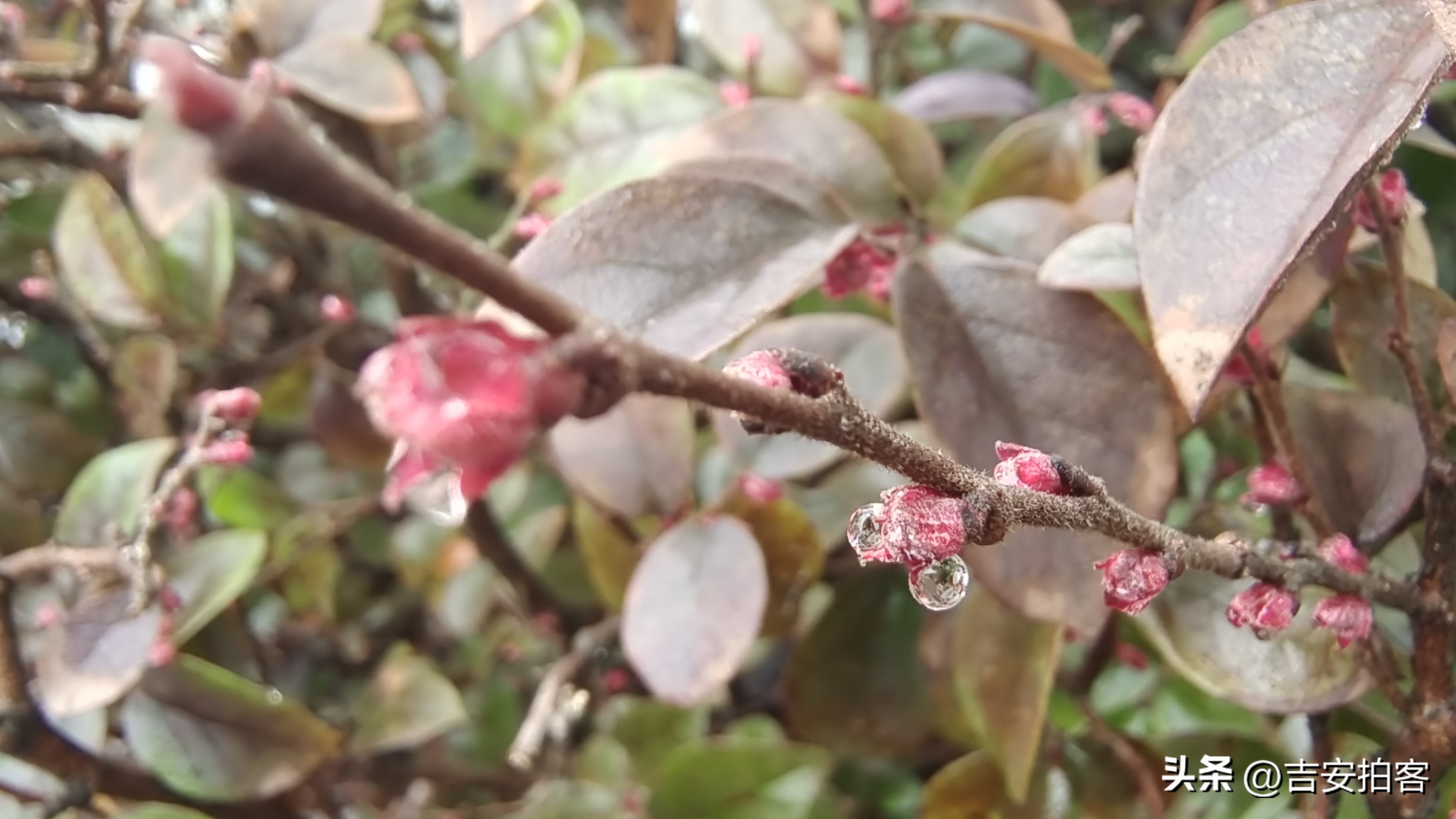 春雨滋润下的红花檵木