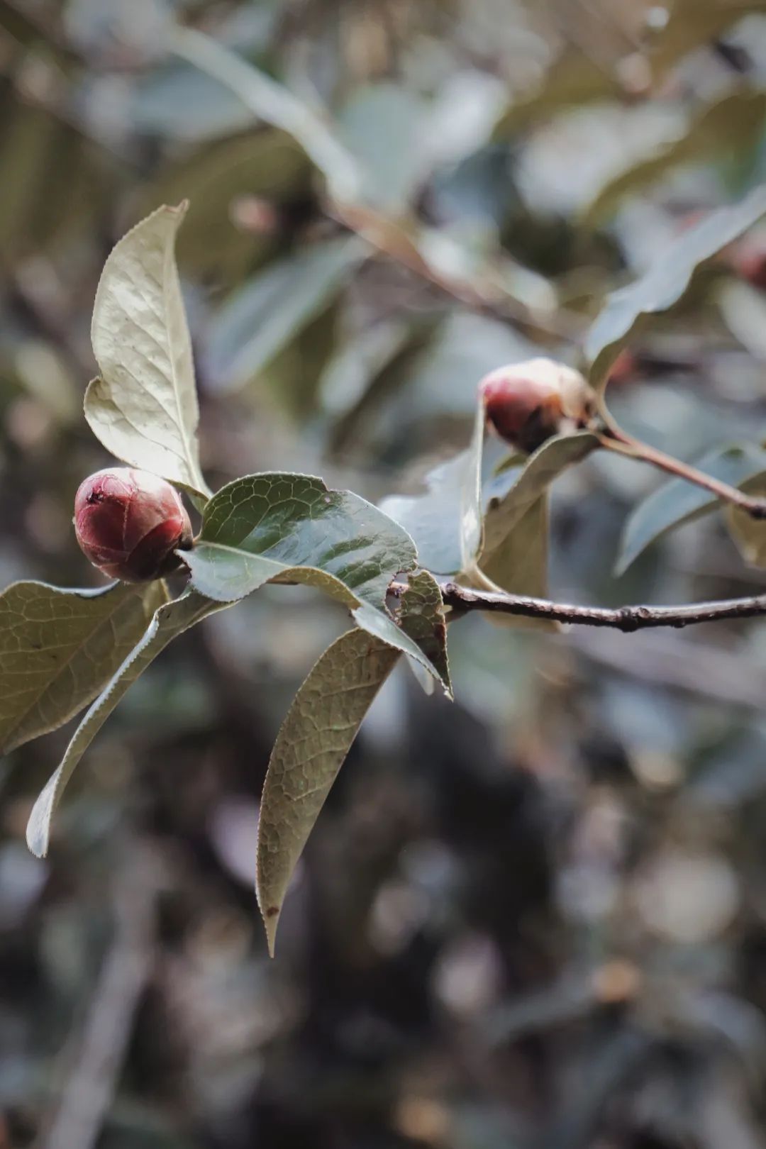 玉峰寺茶花,昆明金殿看茶花