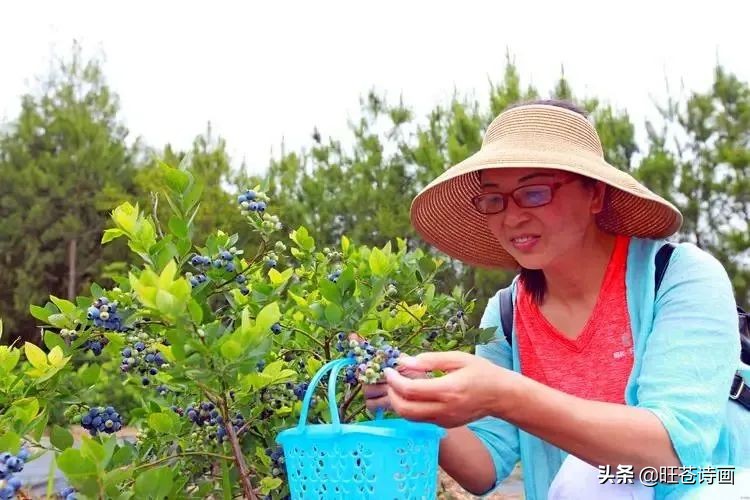 “蓝”不住的“莓”好！旺苍木门蓝莓基地明天开园（文中有福利）
