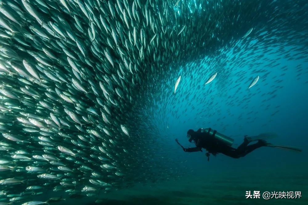 科学与艺术结合，展现自然之美——2021年世界自然摄影奖获奖作品